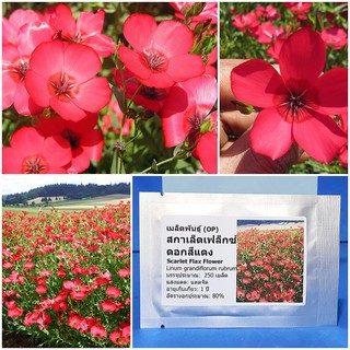 เมล็ดพันธุ์ ดอกสกาเล็ตเฟล็กซ์ (Scarlet Flax Flower Seed) บรรจุ 250 เมล็ด คุณภาพดี ราคาถูก ของแท้ 100%