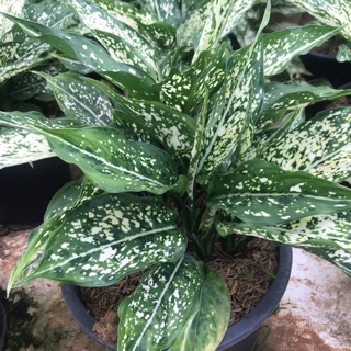 อโกลนีมา เพชรน้ำหนึ่ง Aglaonema sp. ‘Phetnamnueng 🌿 กระถาง 8 นิ้ว