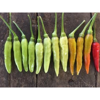 เมล็ดพันธุ์พริกกะเหรี่ยงคัดพิเศษ อีป็อป (ตะวันต้นกล้า) ขนาด 20-50 กรัม