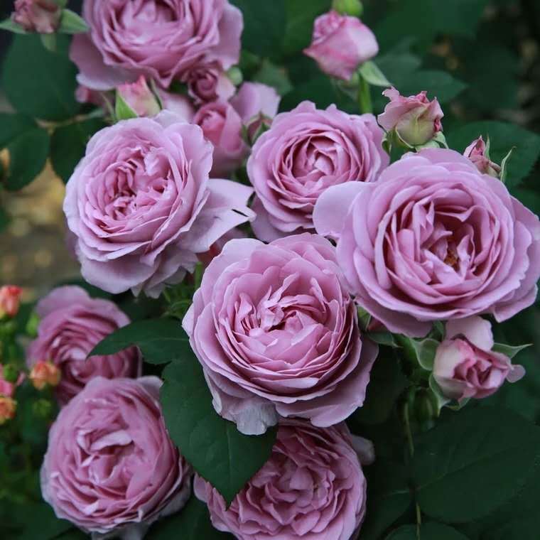 My Image 35