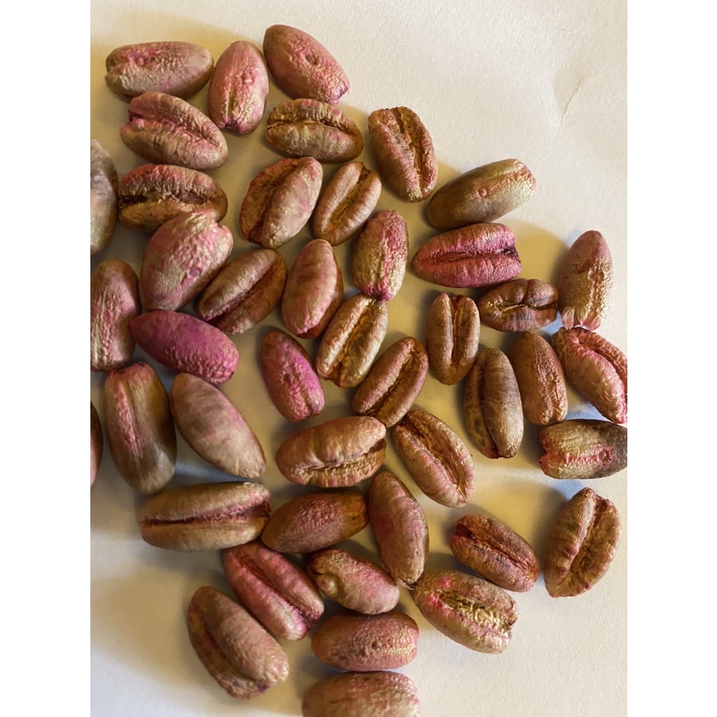 10 เมล็ดอินทผาลัม สายพันธุ์เมดจูน Seeds Medjool เมล็ดแท้จากต้นเพาะเนื้อเยื้อ