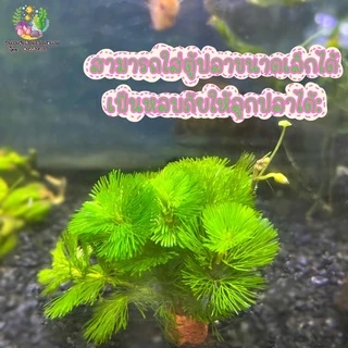 ลด20% โค้ด MTRPDSEP9 | สาหร่าย หางกระรอก(จิ๋ว)