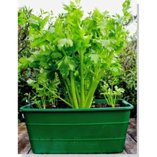 300 เมล็ด เมล็ดพันธุ์ เซเลอรี่ (celery) ขึ้นฉ่ายฝรั่งต้นใหญ่