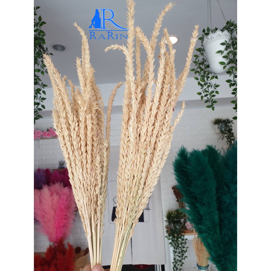 Rarin ดอกข้าวโพด (สีธรรมชาติ 2 กำ) ใช้กับงานประดับ ตกแต่ง มีความสวยงาม แบร็คดร๊อปถ่ายรูป งานแต่ง