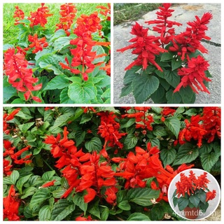 เมล็ดพันธุ์ ดอกซัลเวียช่อโปร่ง สีแดง Salvia splendens Flower Seeds บรรจุ 100 เมล็ด คุณภาพดี ต้นดอกไม้ส เมล็ดนำเข้า คละสี