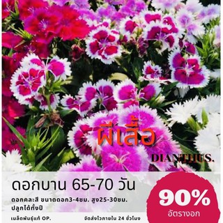 เมล็ดพันธุ์ ดอกผีเสื้อ 350 เมล็ด Dianthus ผีเสื้อ ✅ราคาถูก🪴ปลูกง่าย ดอกสวยมาก🔥ซื้อ10แถม1 คละได้🔥