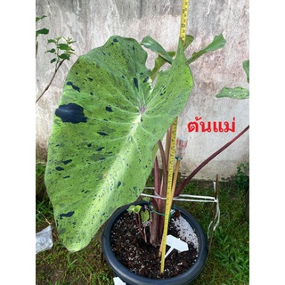 บอน โมฮิโต Colocasia Mojito