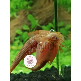 ไข่ไทรออปส์ ไข่Triops ไข่กุ้งไดโนเสาร์ กุ้งไดโนเสาร์