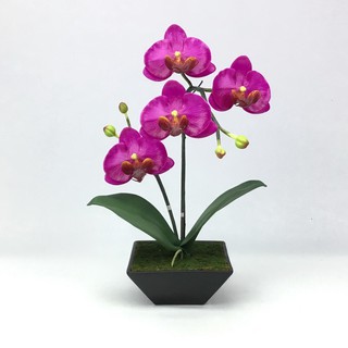 OrientalFineArt ดอกกล้วยไม้ phalaenopsis  กล้วยไม้ปลอมฟาแลนนอฟซิส จัดในกระถางเซรามิค สวยคลาสสิค สำหรับประดับตกแต่งบ้าน