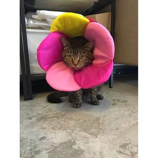 PETSIDE Soft Collar Flower Cone