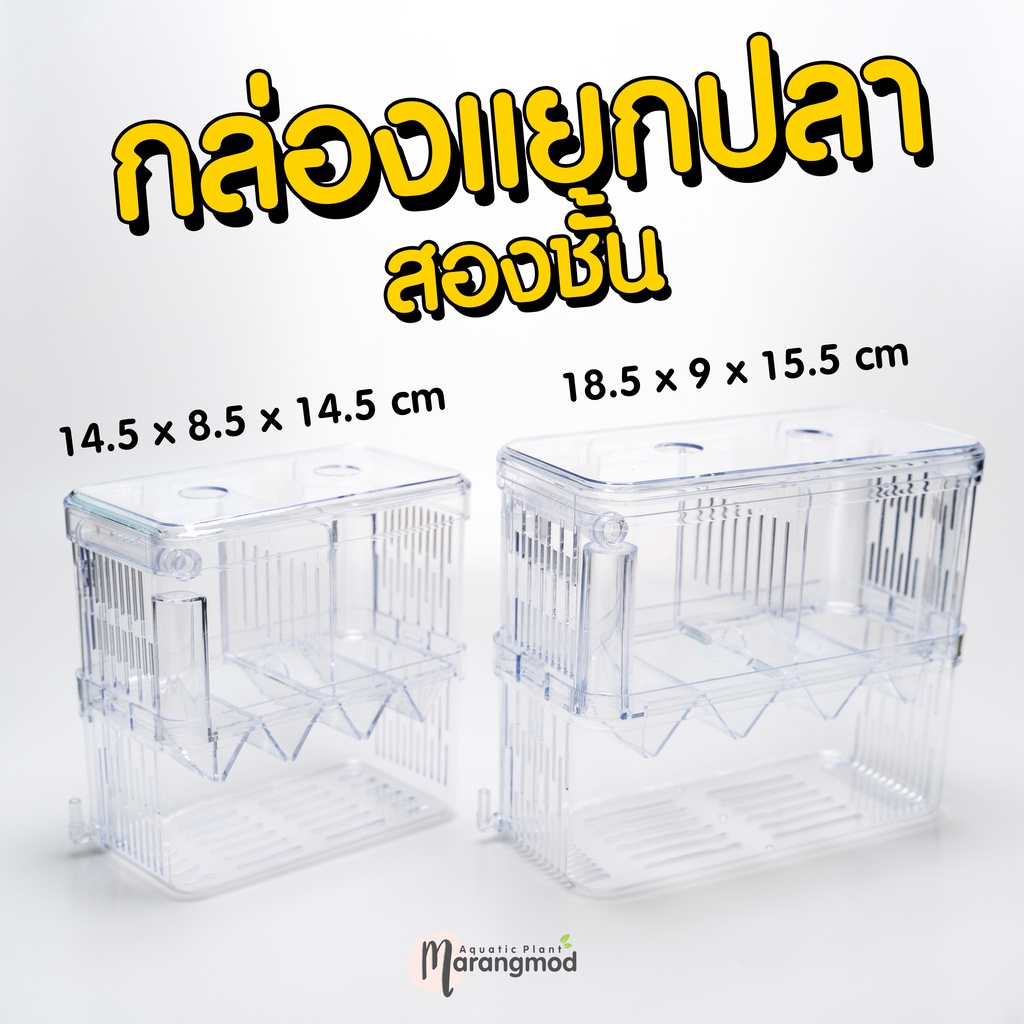 กล่องแยกปลา 2 ชั้น สำหรับแยกปลาป่วย หรือปลาที่กำลังท้อง | Marangmod