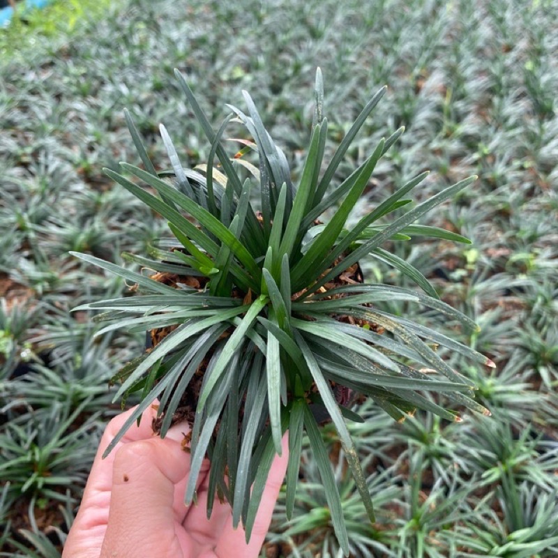 ชุด 20ต้น  ต้นหนวดปลาดุกแคระ 🪴 หนวดปลาดุก ไม้คลุมดิน ตกแต่งสวน ปูพื้นสนาม ( สั่งเยอะมีราคาส่ง ทักแชท )