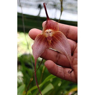 30 เมล็ดพันธุ์ เมล็ดกล้วยไม้ กล้วยไม้ Orchid flower seeds อัตราการงอก 80-85%