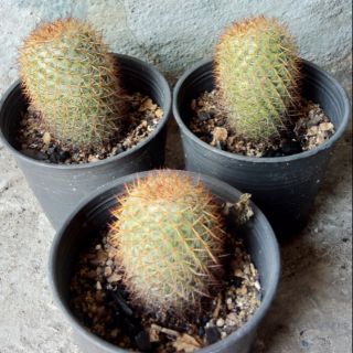 แมมมิลลาเรีย สไปโนซา (Mammillaria spinosa)