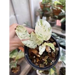 อิพิมาเบิ้ล Epipremnum pinnatum marble Variegated ส่งพร้อมกระถาง 3-4“