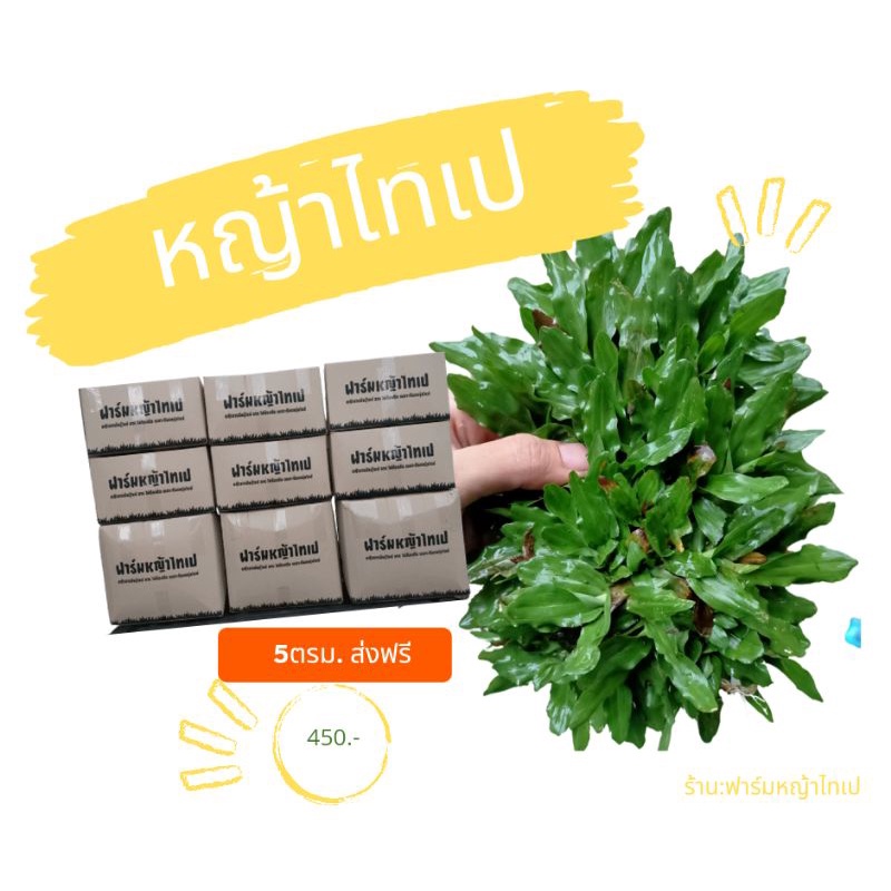 หญ้าไทเป5ตรม.คุณภาพดี กอใหญ่ ส่งด่วนได้