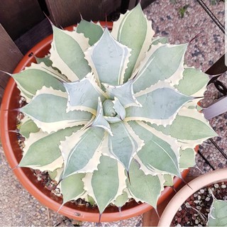 (fengls) Agave potatorum Eye Scream (Variegated Butterfly Agave) อกาเว่ โพเตโตรัม ( ตากรีดร้อง)ไม้อวบน้ำ Succulents