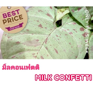 มิ้ลคอนเฟตติ🌱𝙎𝙮𝙣𝙜𝙤𝙣𝙞𝙪𝙢 𝙢𝙞𝙡𝙠 𝙘𝙤𝙣𝙛𝙚𝙩𝙩𝙞