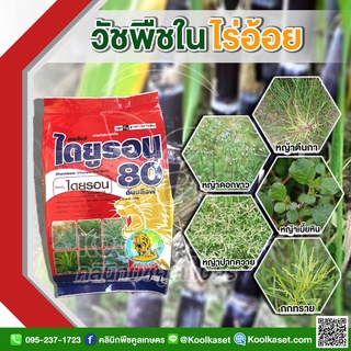 กำจัดหญ้า ไดยูรอน 80 (ผง) สิงห์ 1 กิโลกรัม หญ้าตีนกา ผักเบี้ยหิน กกทราย ในไร่อ้อย  คูลเกษตรKP8