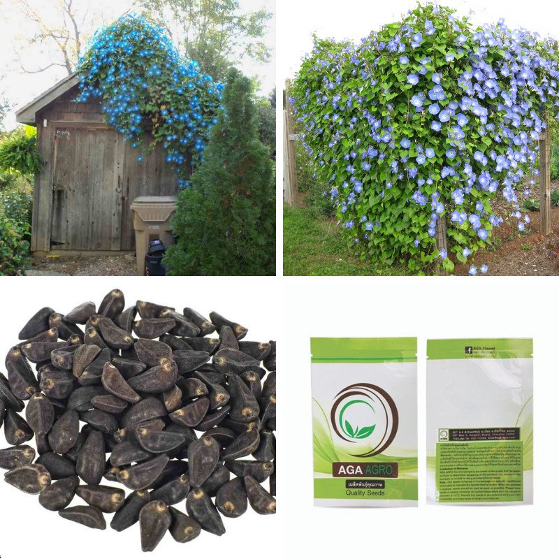 AGA SHOP  ❄️เมล็ดพันธุ์ ผักบุ้งฝรั่ง มอร์นิ่งกลอรี เฮฟเวนลี่บลู ❄️ Morning Glory Heavenly Blue 100 เมล็ด