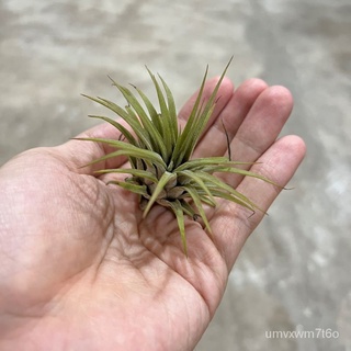 [The Green Capsule] Airplant - Tillandsia ionantha (Delivery by mail)通心菜/文胸/花园/手链/园艺/帽子/苹果/木瓜/裙子/儿童//กุหลาบ NLDL