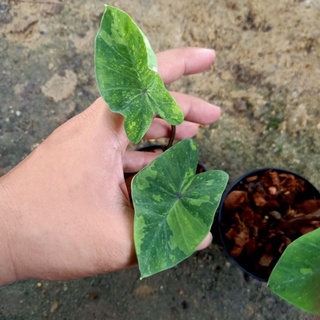 ❤️ (7/9/66) Colocasia Lemonlamp Gecko ☘️ โคโลคาเซีย เลมอนแลมเก๊กโค บอนยักษ์ 🌱 บอนสี ไม้ด่าง 🌱 [CLG]