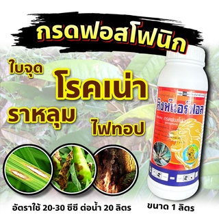 สิงห์แอร์ฟอส 1 ลิตร 🛑 โฟลิอาร์ฟอส 400 ฝังเข็ม ทุเรียน กรดฟอสโฟนิก ฟอสฟอนิก กำจัดเชื้อรา รากเน่า โคนเน่า ยอดเน่า