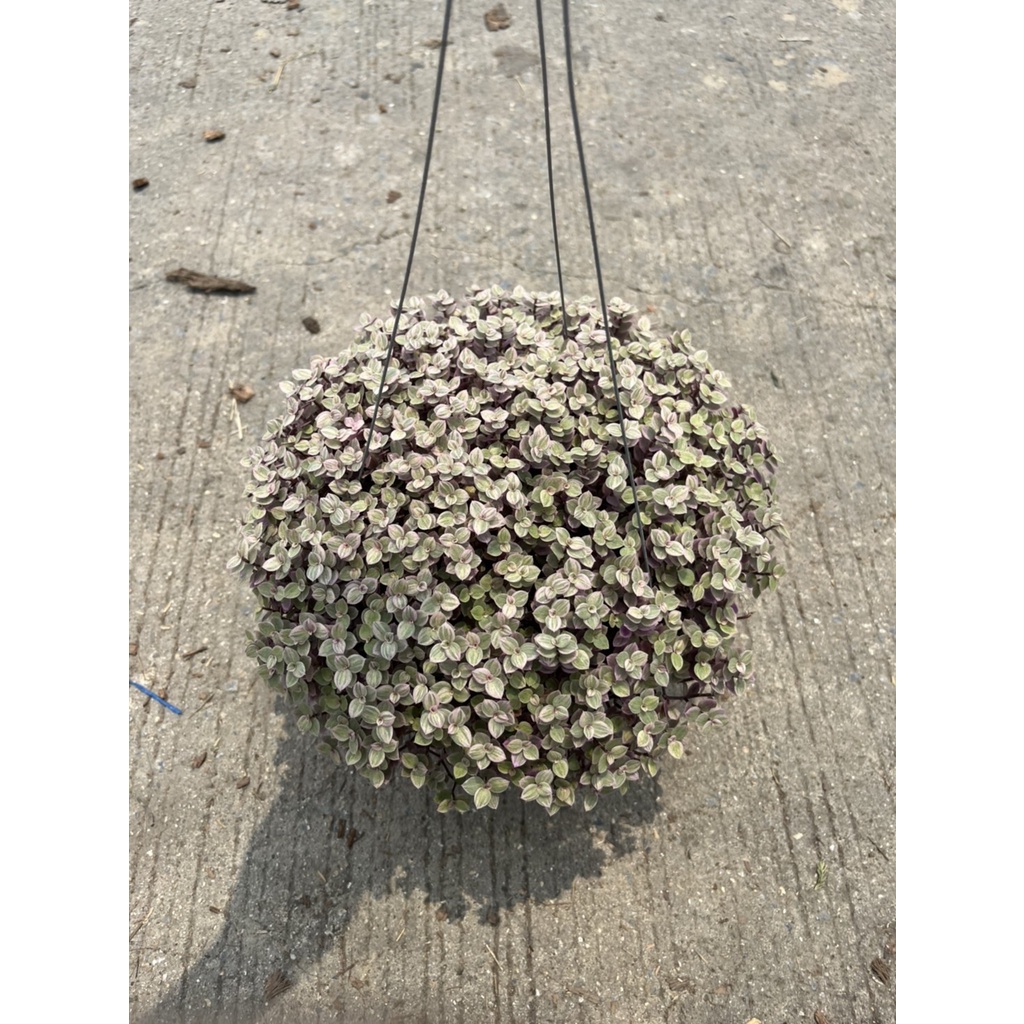 มุมมอง 4