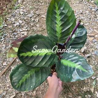 คล้าขุนช้าง ขุนช้าง ลินเดเนียนา 🌿 calathea lindeniana คล้าหายาก ตามหา กระถาง8นิ้ว