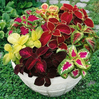 50 เมล็ด เมล็ดพันธุ์ ฤาษีผสม Coleus Seeds
