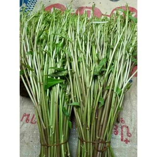 เมล็ด​พันธุ์​ ผักบุ้งแก้ว​ ผักบุ้งเย็นตาโฟ​ ผักบุ้งก๋วยเตี๋ยว​ 100 เมล็ด [10 แถม 1 คละได้]