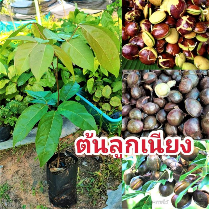 ลูกเนียง เนียง ต้นเนียงใต้ ขนาด 25-30 ซม กล้าเนียงใต้ ต้นเนียง เพาะเมล็ดแท้ๆจากสวน