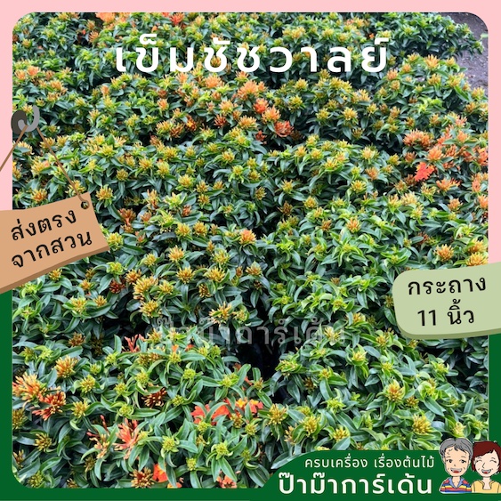 มุมมอง 6