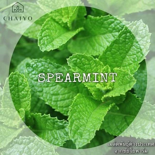 เมล็ด SPEARMINT seed สเปียร์มินต์