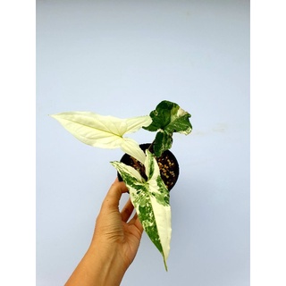 📌ลงใหม่ เด็ดๆ)เงินไหลมาด่างขาว(Syngonium podophyllum Variegeted) ลายสวยๆ ต้นไม้มงคล ด่างสวย จัดส่งมาตรฐานส่งออก