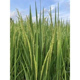 เร่งเต่ง🌾 : ปุ๋ยเคมีธาตุอาหารรองเสริม(เมล็ดเต็ม/ได้น้ำหนัก/ข้าวออกรวงเสมอ/ขั้วเหนียว/รวงยาว)