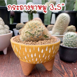 กระถาง​ขาหมู​ 3.5",กระถางปลูกแคคตัส, กระถางกระบองเพชร, กระถางแฮนด์เมด, Clay pot, Cactus pots,กระถางดินเผา