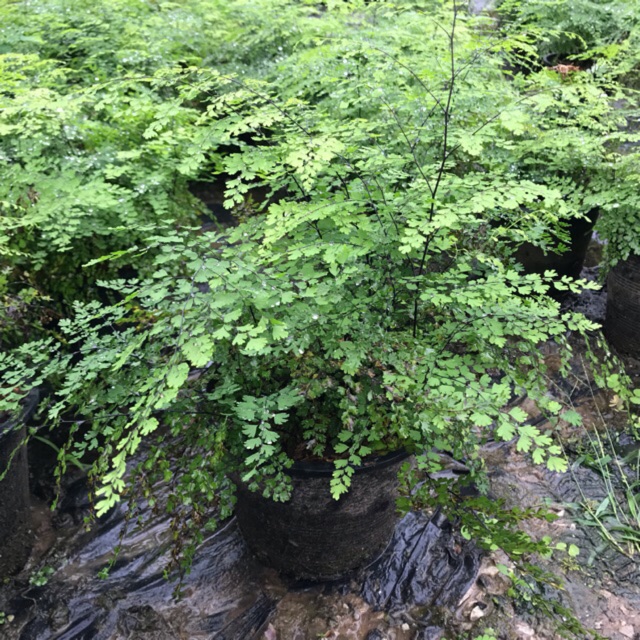 เฟินก้านดำ Adiantum latifolium Lam. [กระถาง 8 นิ้ว] ปลากัด