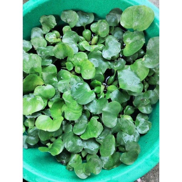 ผักตบชวา พืชน้ำ บรรจุถุงละ 15 กอ☘️🍀 40฿ขายราคาถูกที่สุด❗🍀‼️