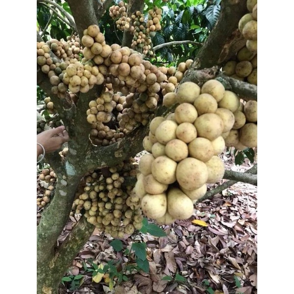 ต้นลองกองพันธุ์ตันหยงมัส เสียบยอด60-70ซม