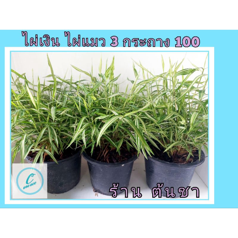 รูปภาพ 7