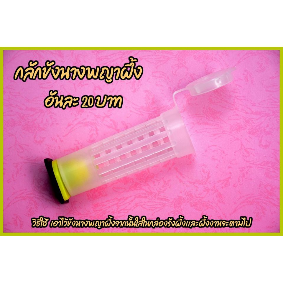 ส่งด่วน กลักขังนางพญาผึ้ง สำหรับใส่นางพญาผึ้ง
