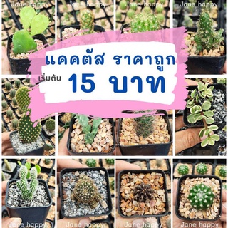 กระบองเพชรในกระถางจิ๋ว ในกระถาง 2-2.5 นิ้ว 🌵🌵🥰