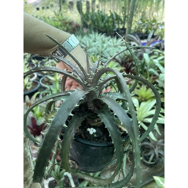 ต้น Dyckia fosteriana