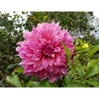 1 หัว/ออเดอร์ รักเร่ Dahlia สายพันธุ์ Dah. Arthur Humbly หัวรักเร่ ดอกไม้ หัวหน่อ นำเข้า เหง้า เนเธอร์แลน หัวสดใหม่