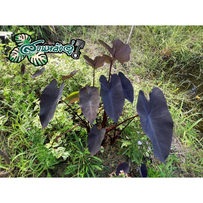 ต้นบอนดำ 'Black Magic' Colocasia ส่งแบบยกกระถาง ได้ต้นตามที่เลือก