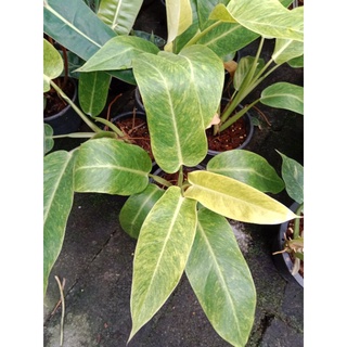 Philodendron Calkins Gold