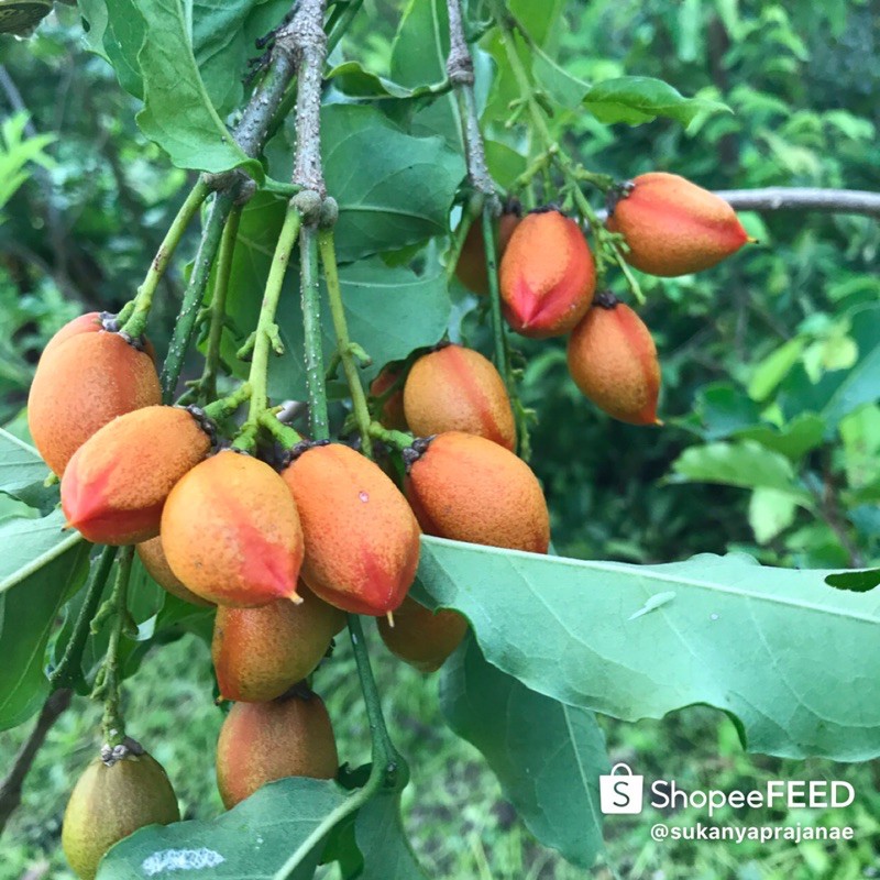 ต้นพีนัทบัตเตอร์  ต้นเนยถั่ว - รูปที่ 3