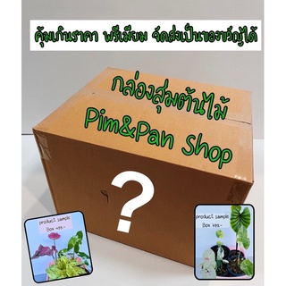 💢🌳กล่องสุ่มต้นไม้พรีเมียม โปรสุดปังของทางร้สน‼️🌪คัดแต่ต้นสวย สายคุ้ม ลุ้นและเซอร์ไพรท์ ลองเลือกกล่องสุ่มต้นไม้ดูนะคะ 💗