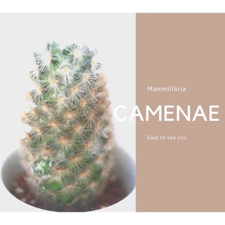 Mammillaria camenae แมมคามีเน่หนามขาว